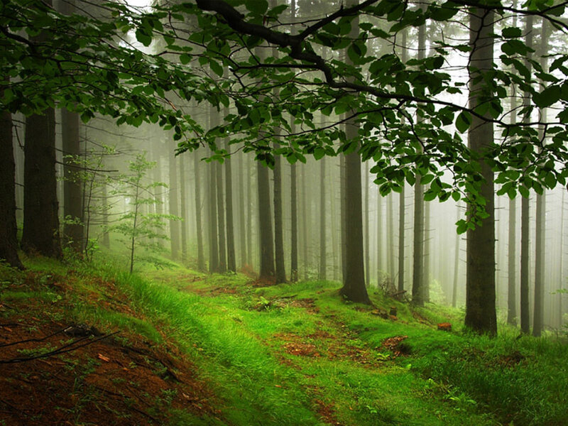 Misty Forest Path — Green, Serene