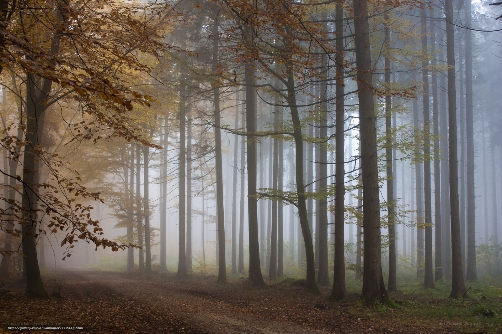 Misty forest path in autumn