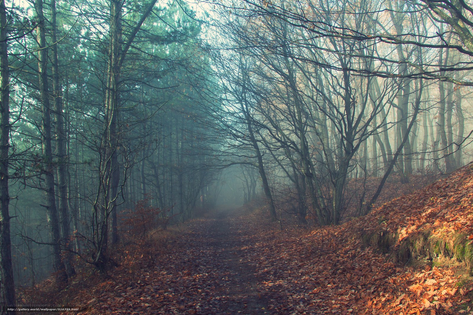 Misty forest path in autumn