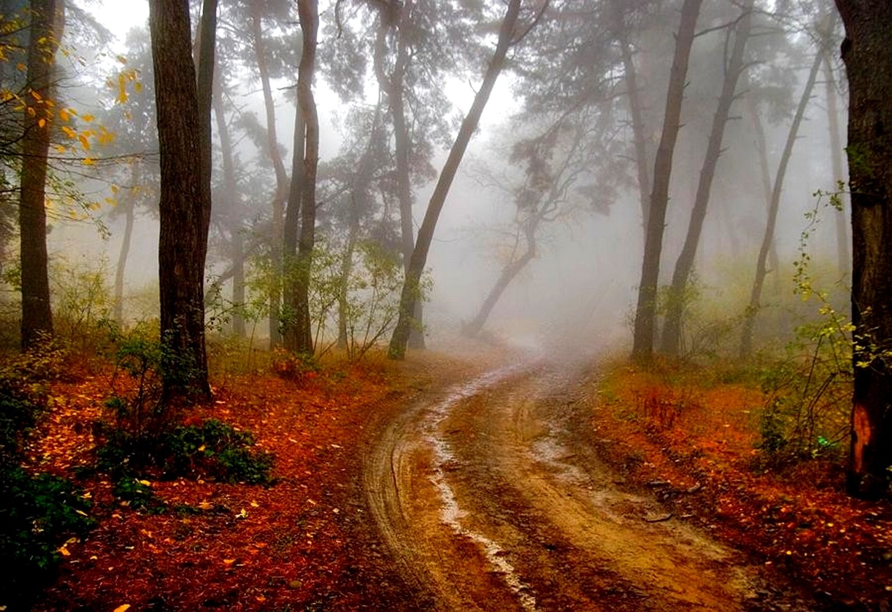 Misty forest path in autumn