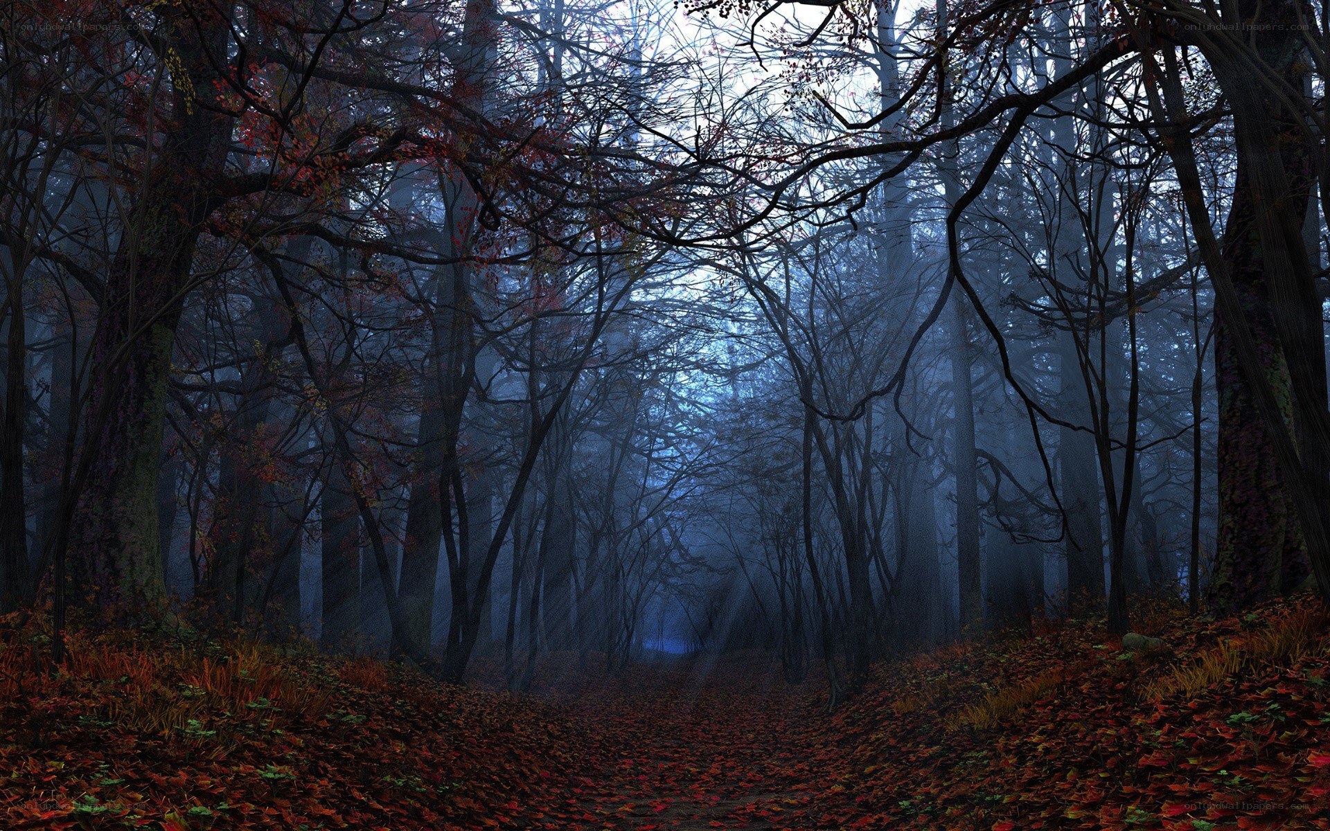 Misty forest path in autumn