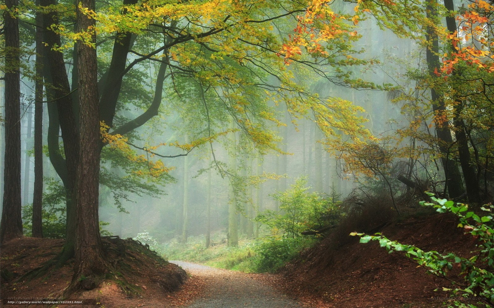 Misty forest path in autumn