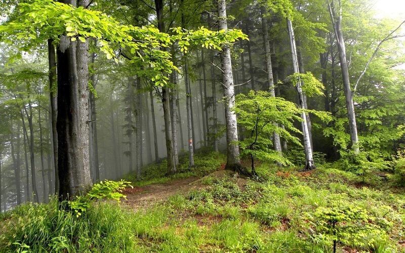 Misty Forest Path — Serene