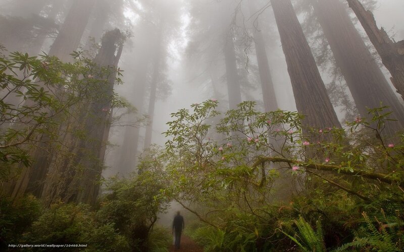 Misty forest path