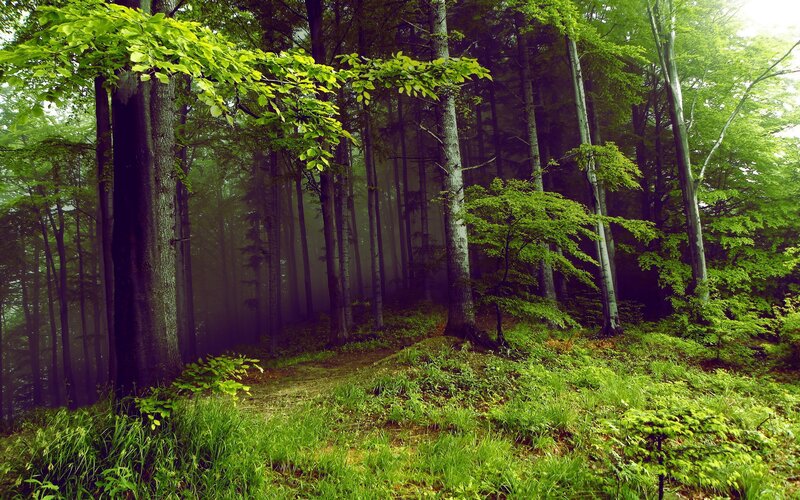 Misty Forest Path — Trees