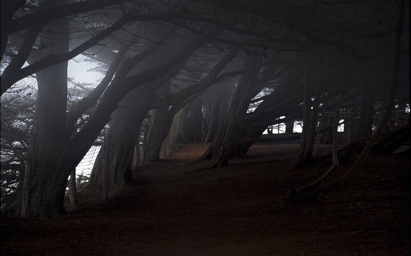 Misty forest path tunnel