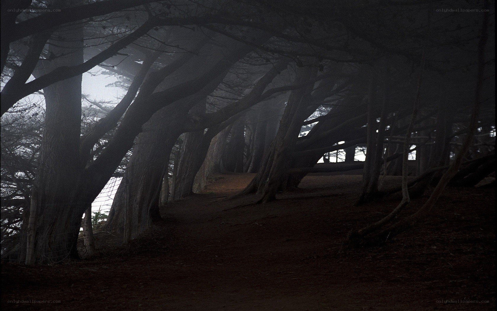 Misty forest path tunnel
