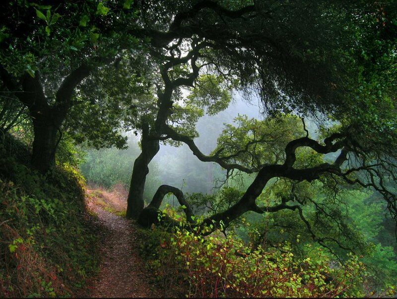 Misty forest path under ancient trees