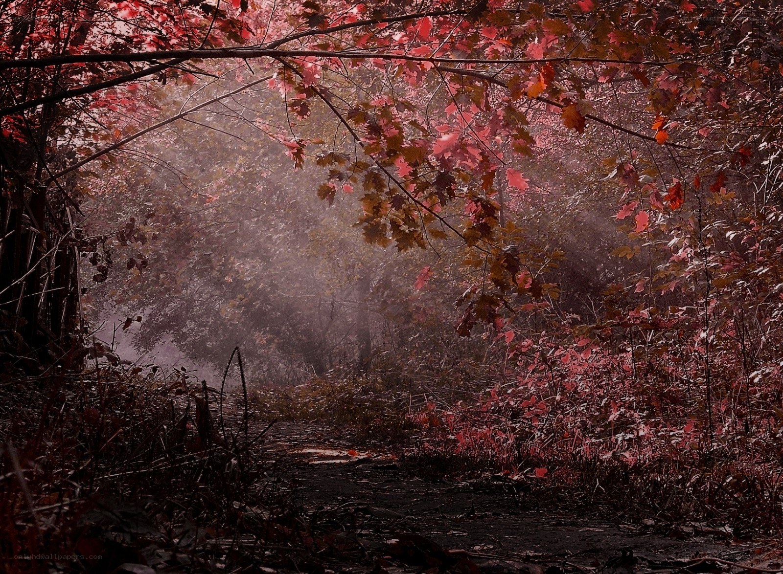 Misty forest path with autumn leaves