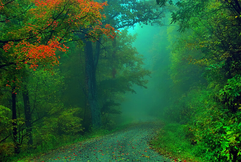Misty forest path with autumn leaves