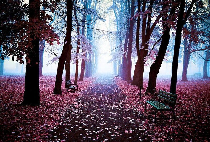 Misty forest path with benches