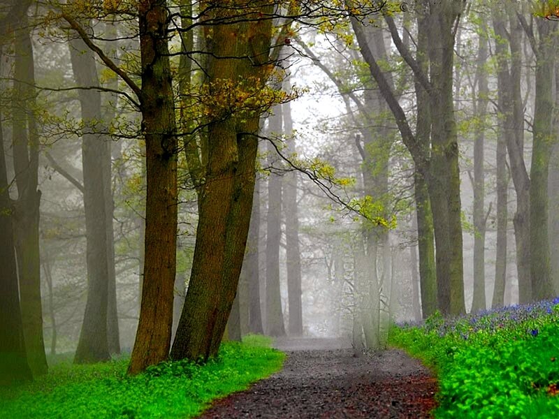 Misty forest path with bluebells