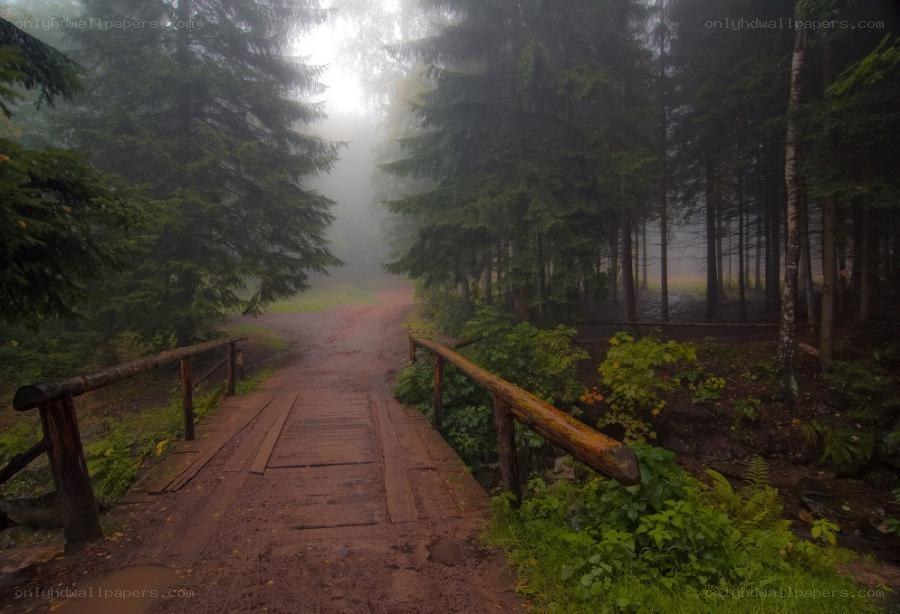 Misty forest path with bridge