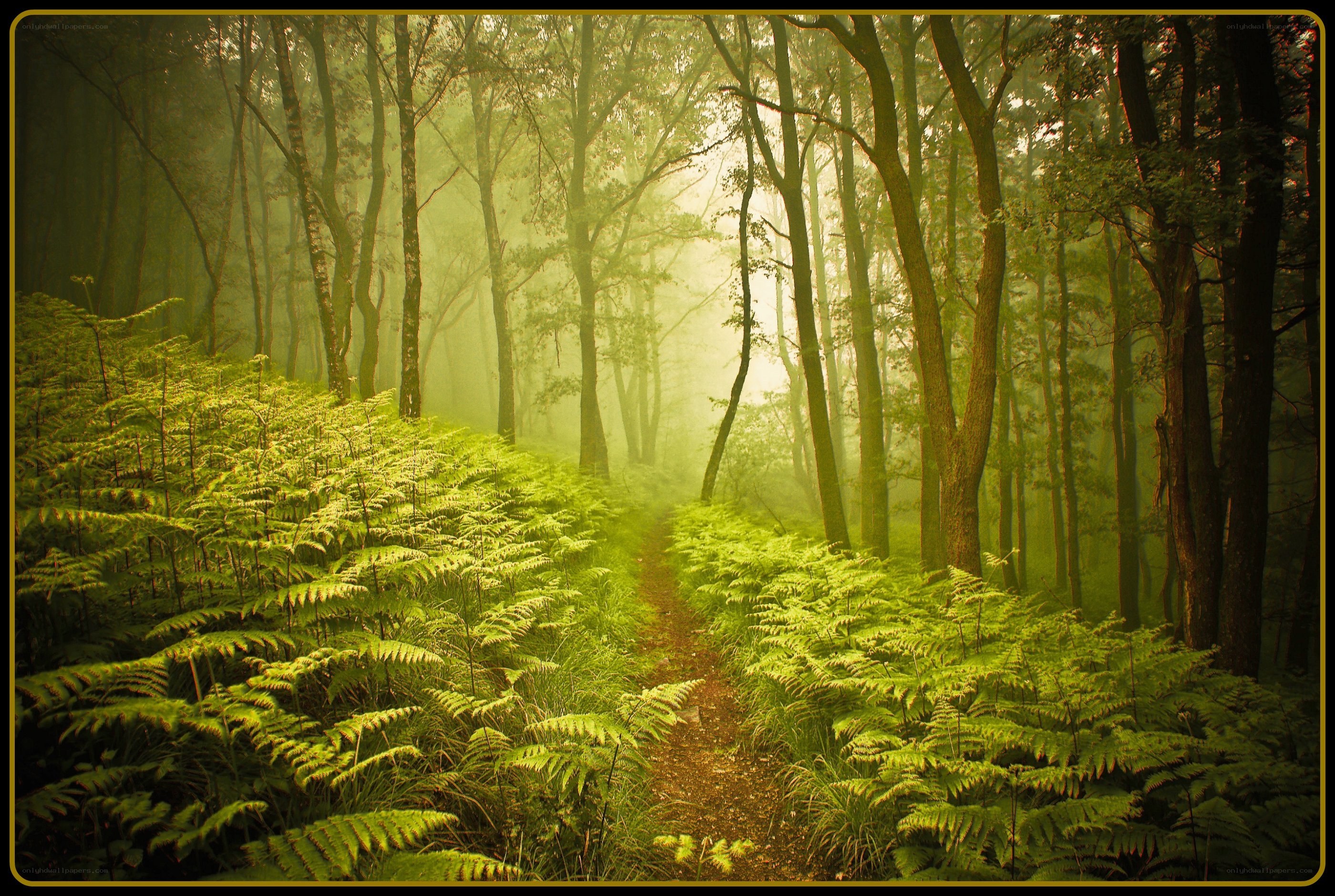 Misty forest path with ferns