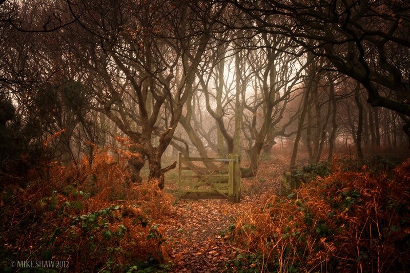 Misty forest path with gate