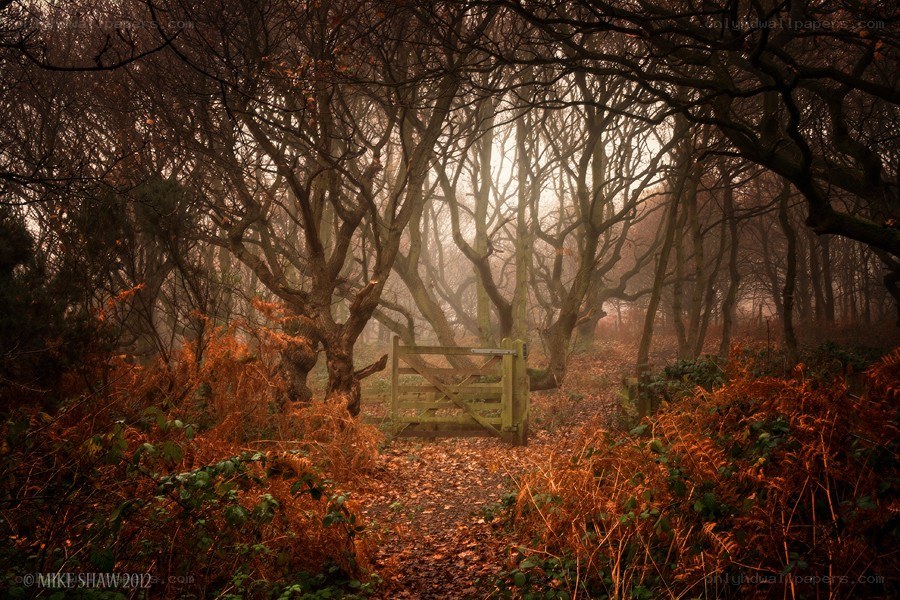 Misty forest path with gate