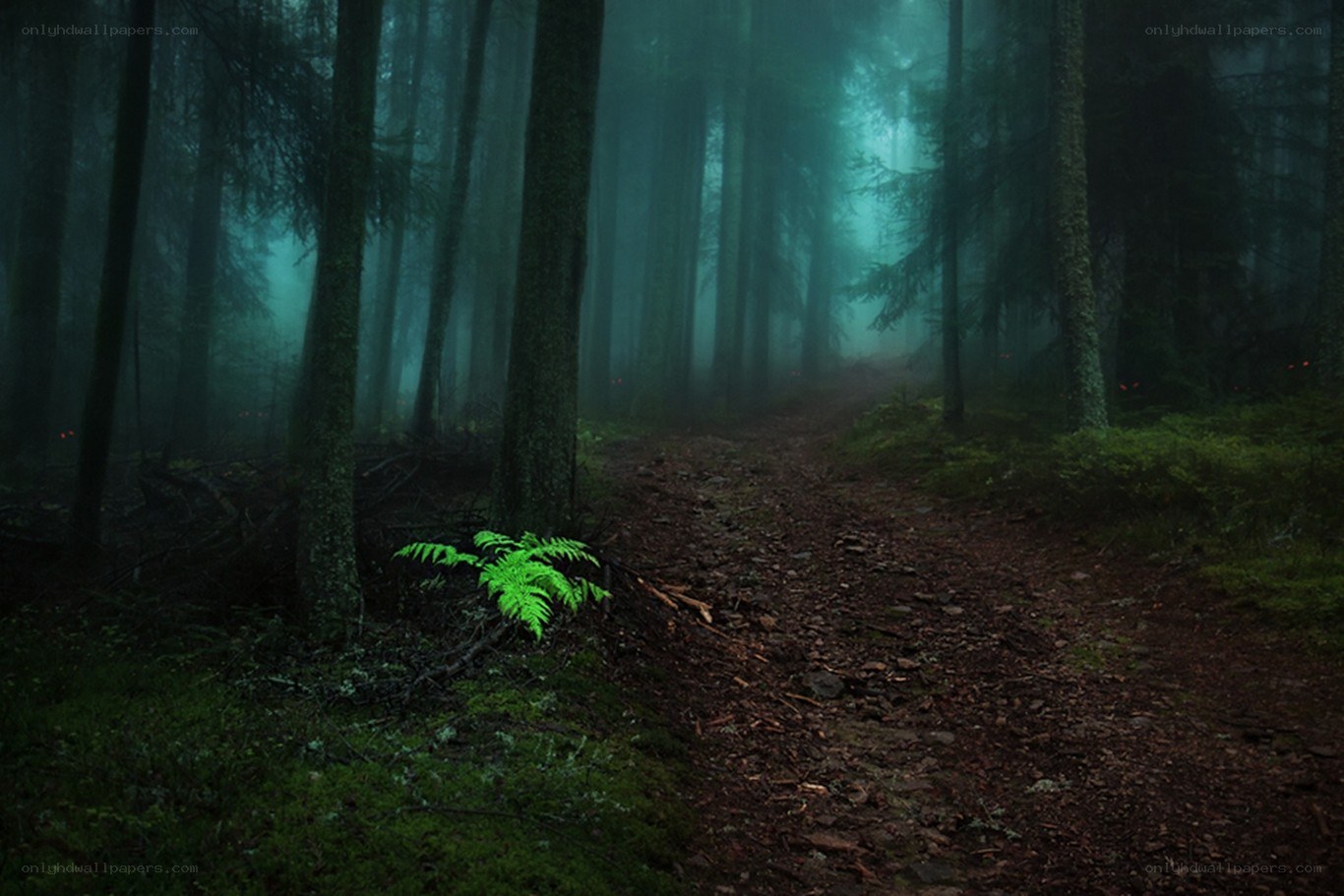 Misty forest path with glowing fern