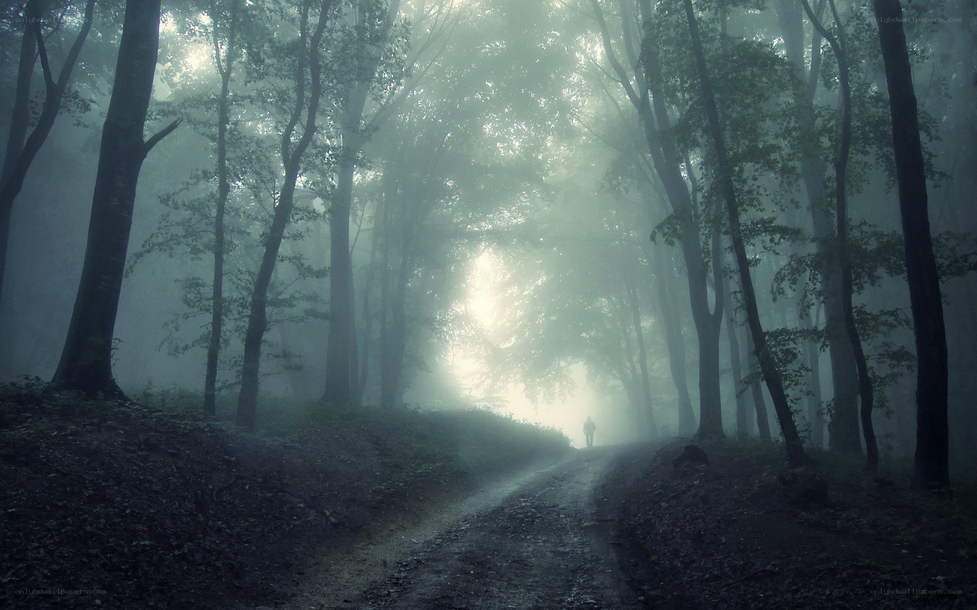 Misty forest path with lone figure