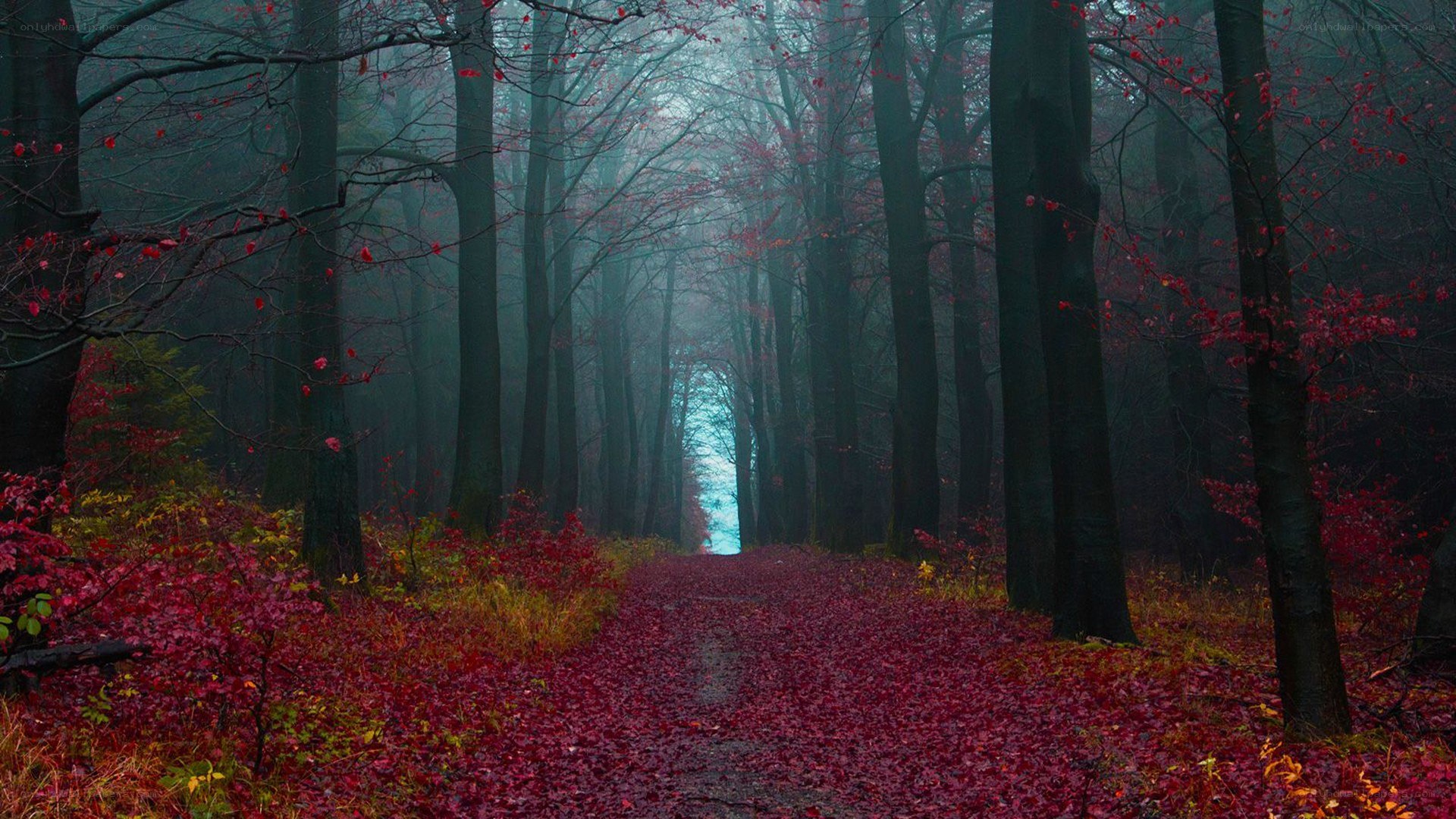 Misty forest path with red leaves