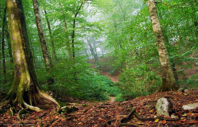 Misty forest path with roots