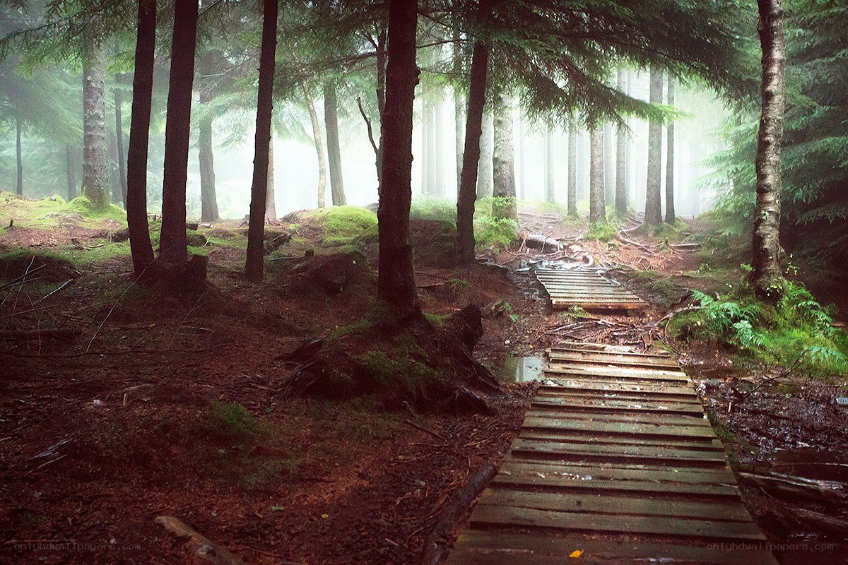 Misty forest path with wooden walkway