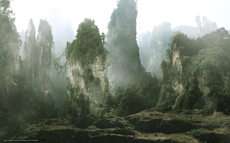 Misty forest pillars