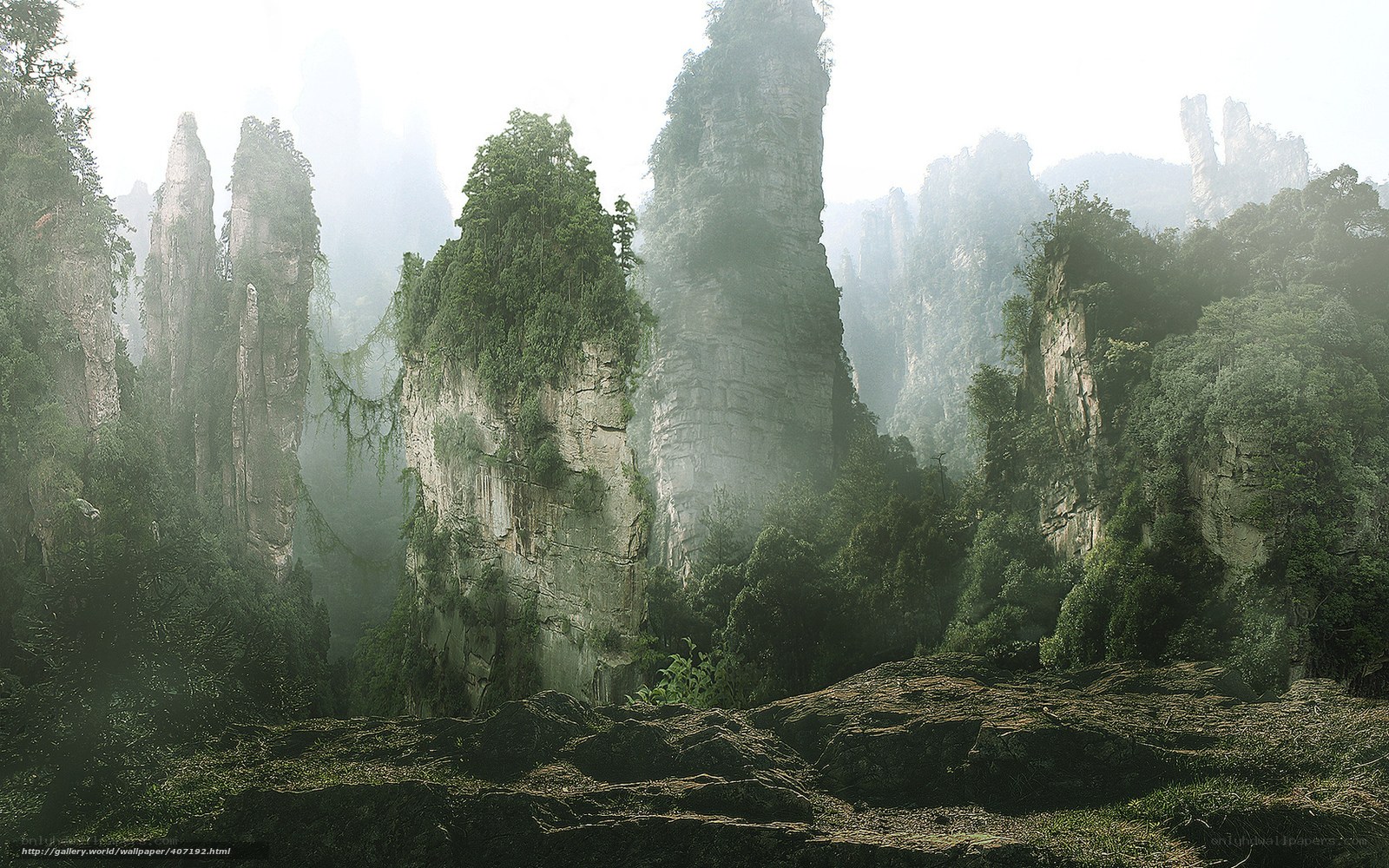 Misty forest pillars
