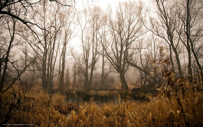 Misty forest pond