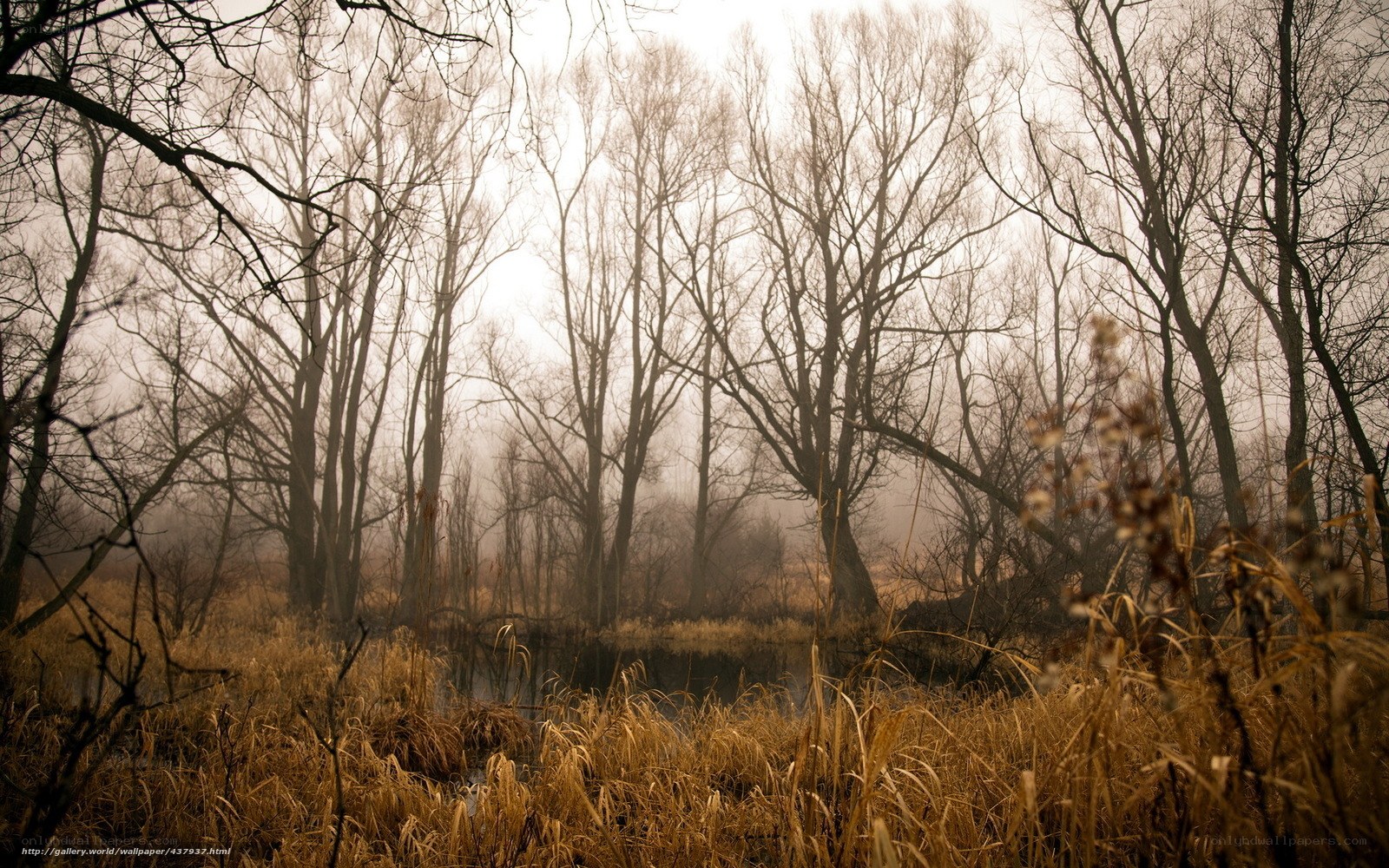 Misty forest pond