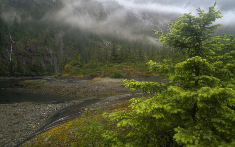 Misty forest river landscape