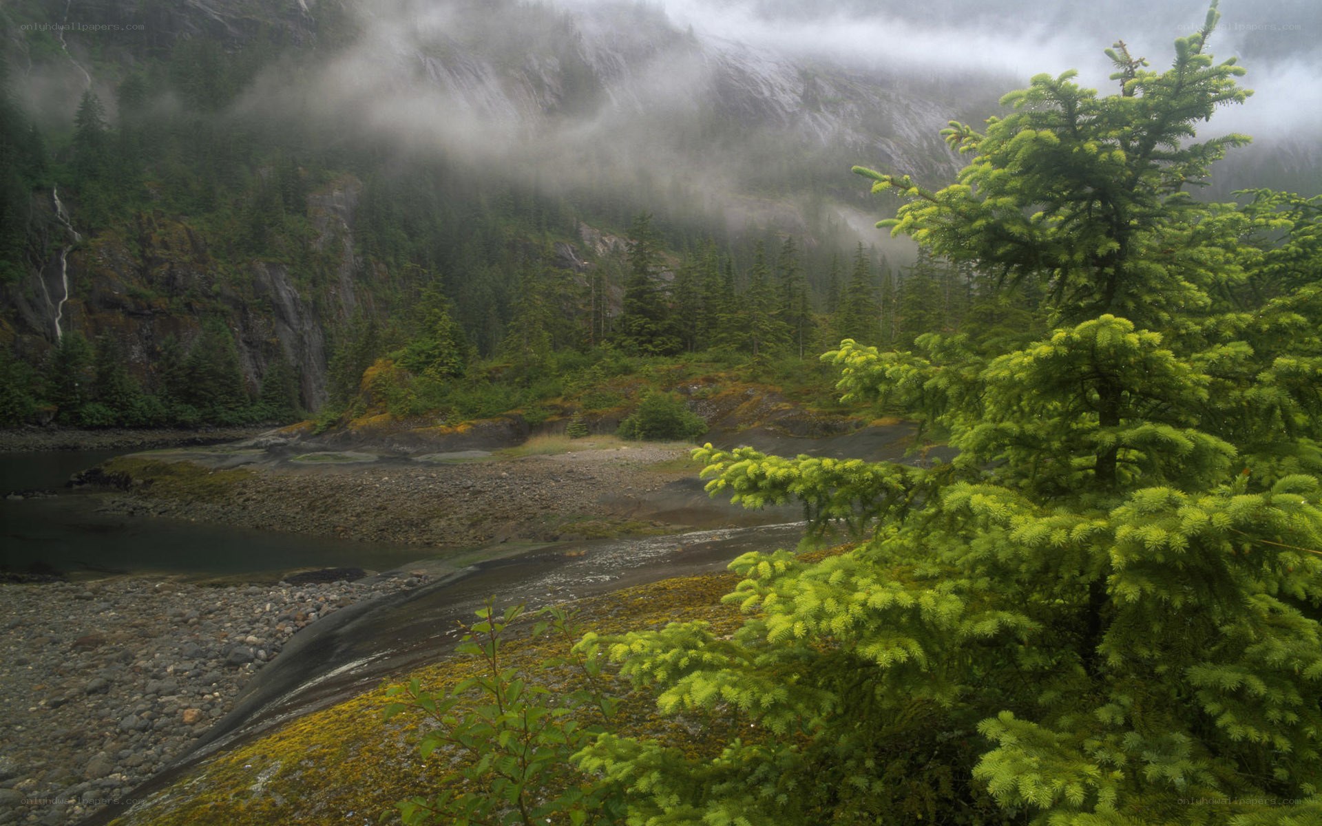 Misty forest river landscape