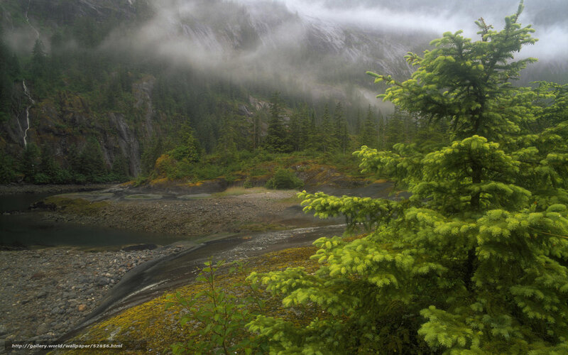 Misty forest river landscape