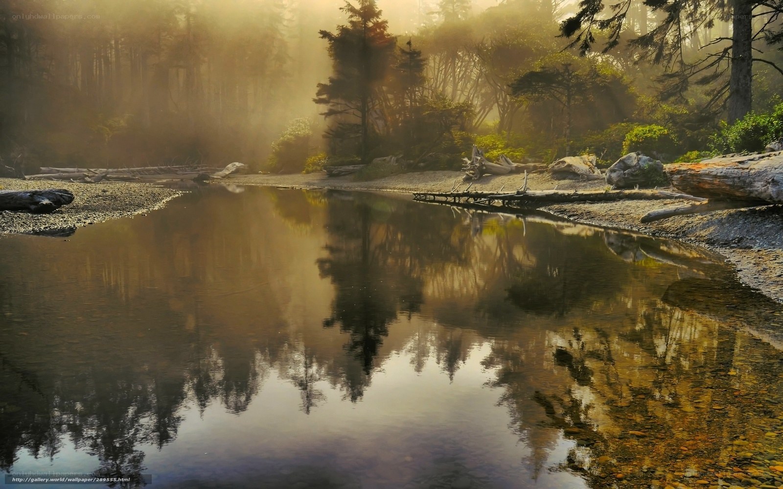 Misty forest river reflection
