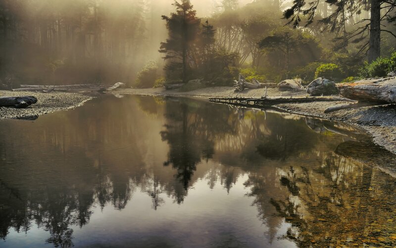 Misty forest river reflection