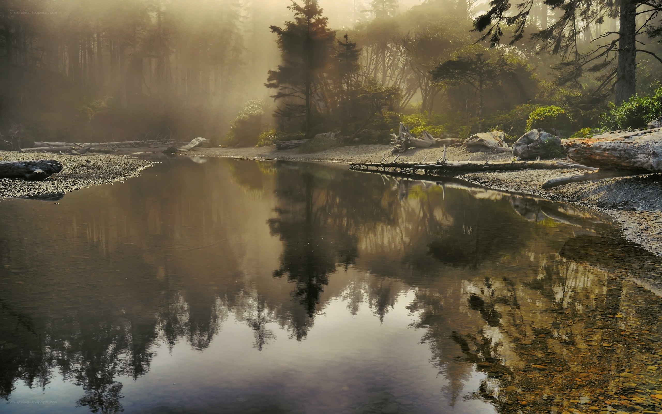 Misty forest river reflection