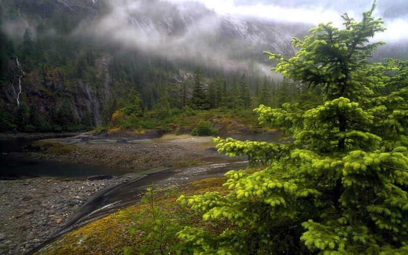 Misty forest river valley