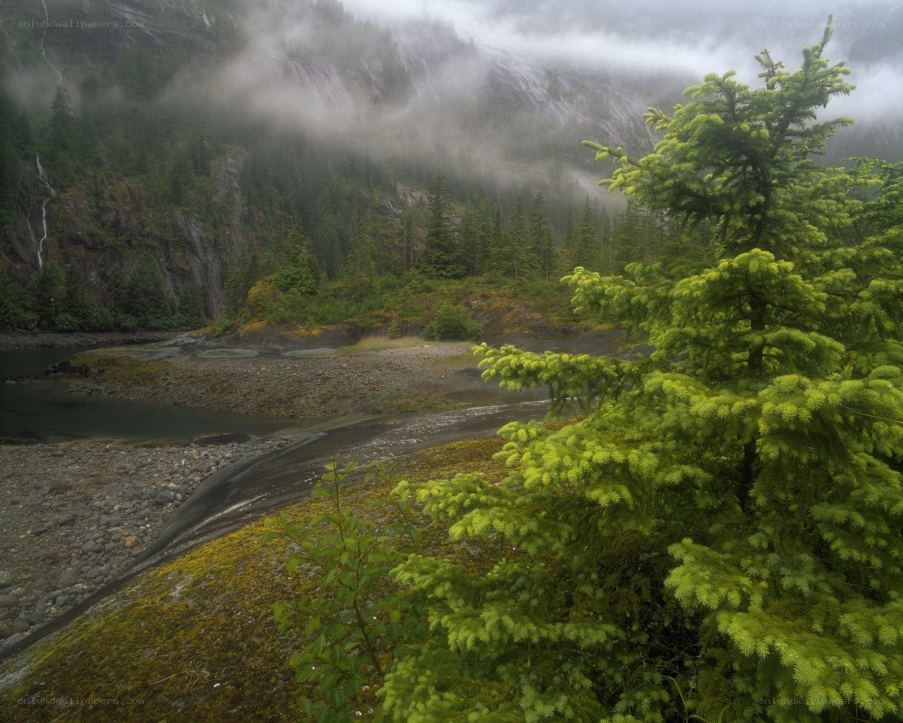 Misty forest river valley