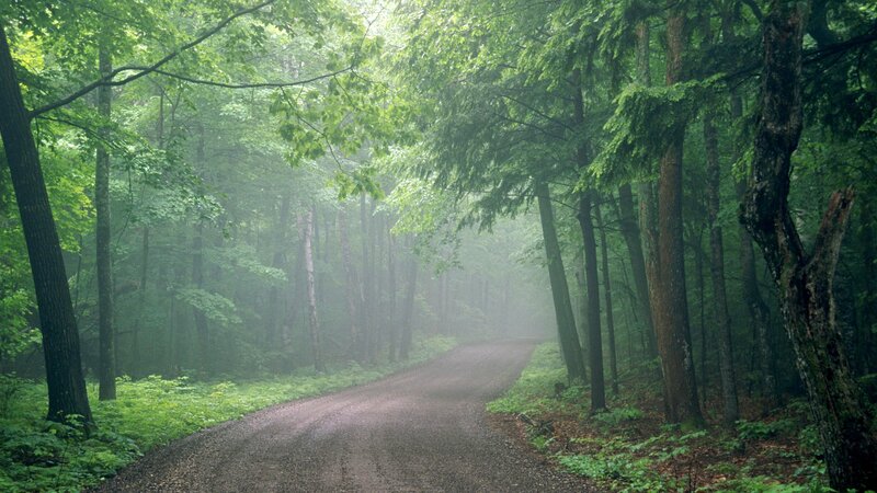 Misty forest road