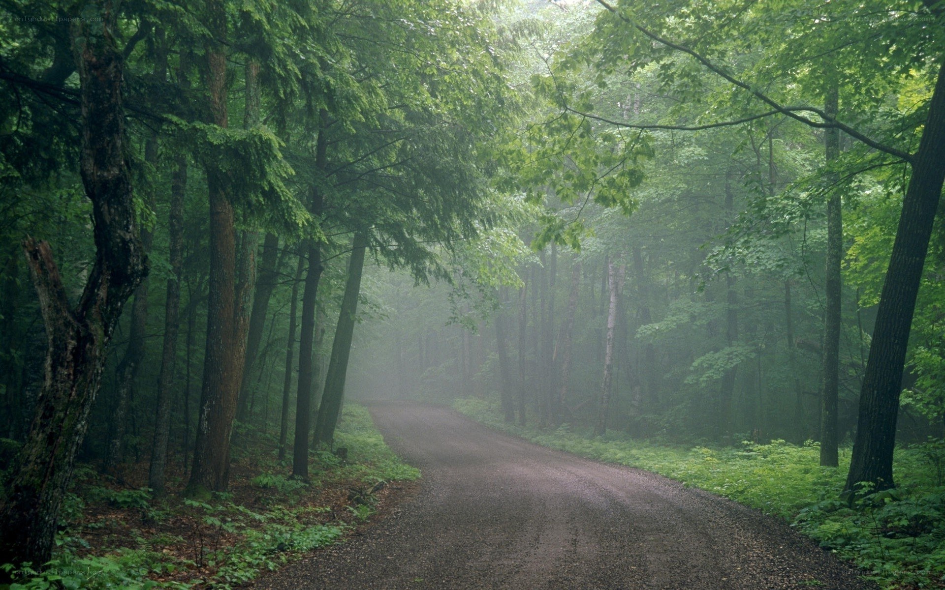 Misty forest road