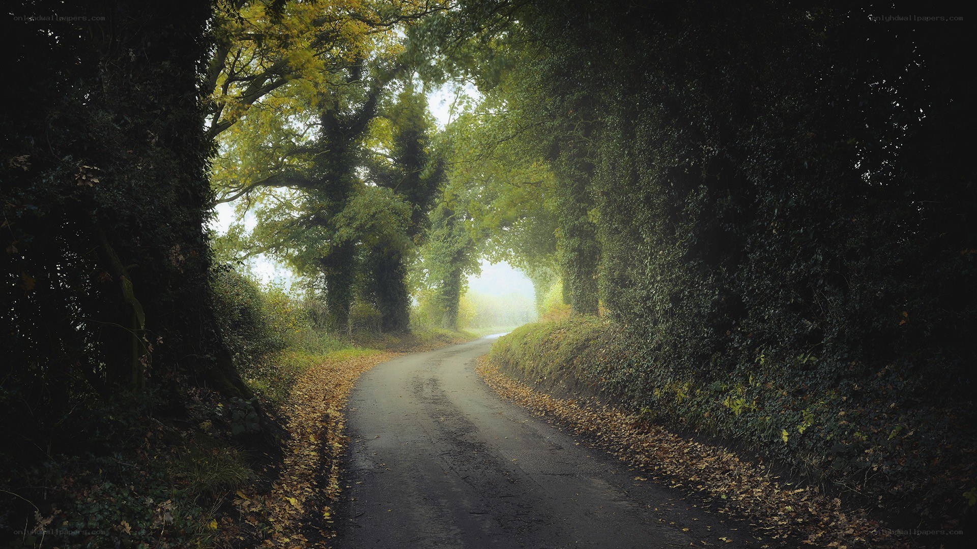 Misty forest road