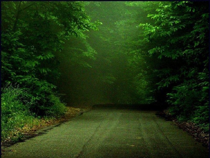 Misty forest road
