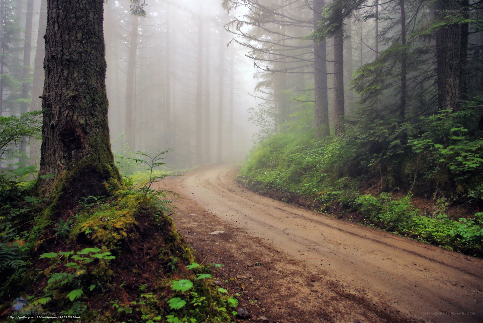 Misty forest road