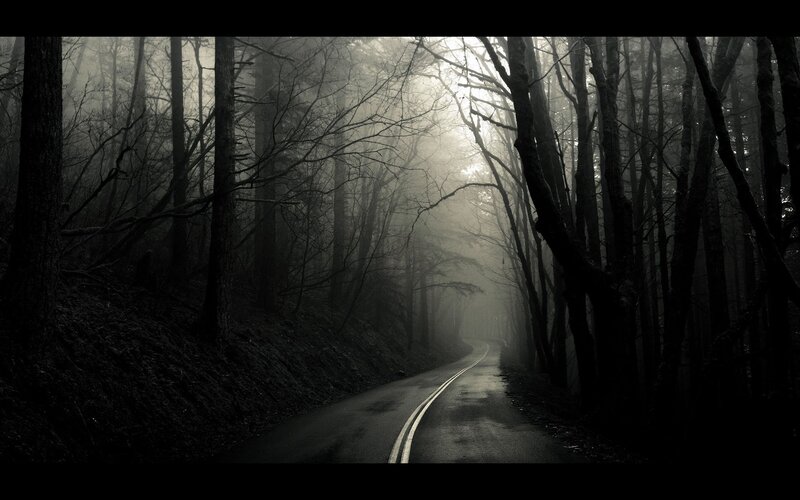Misty forest road