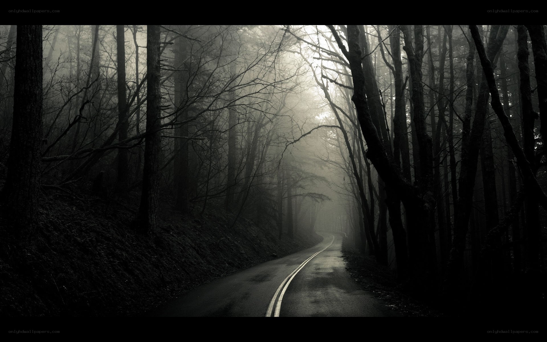 Misty forest road