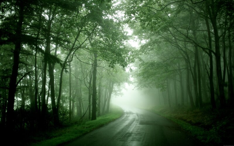 Misty forest road