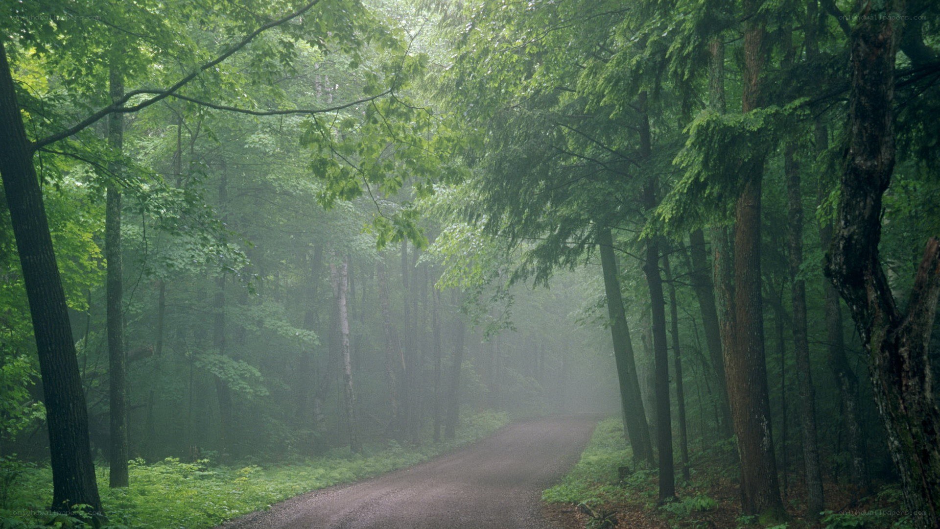 Misty forest road