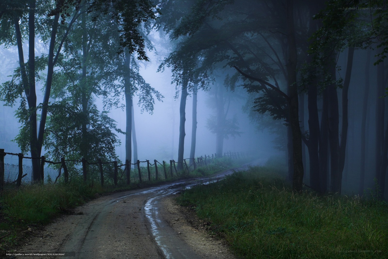 Misty forest road at dawn