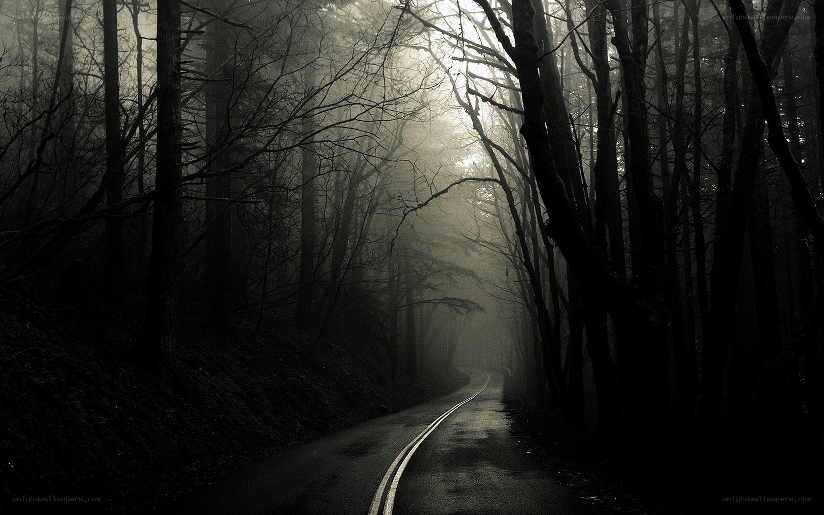 Misty forest road at dawn