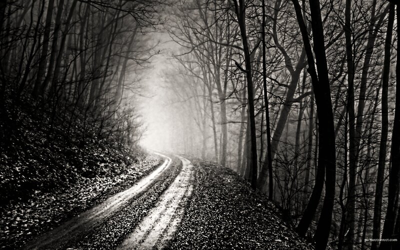 Misty forest road at dawn