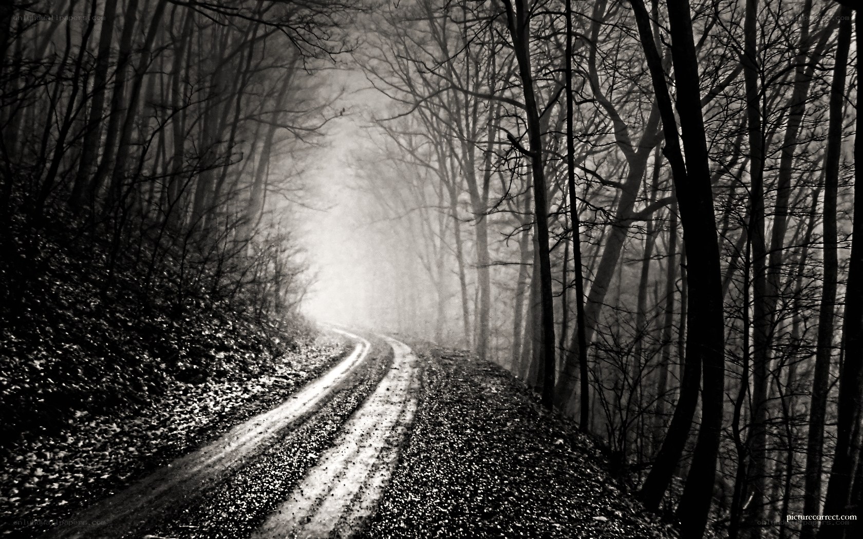 Misty forest road at dawn